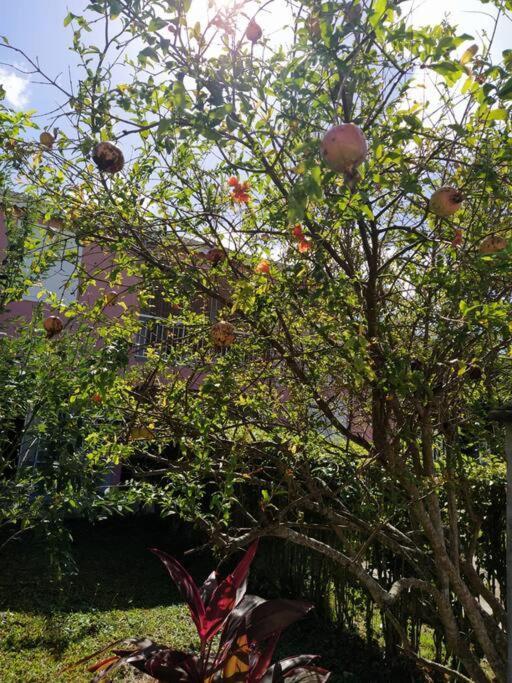 Dous'Inn Kreyol Appartement Avec Free Wifi Grand-Bourg  Dış mekan fotoğraf